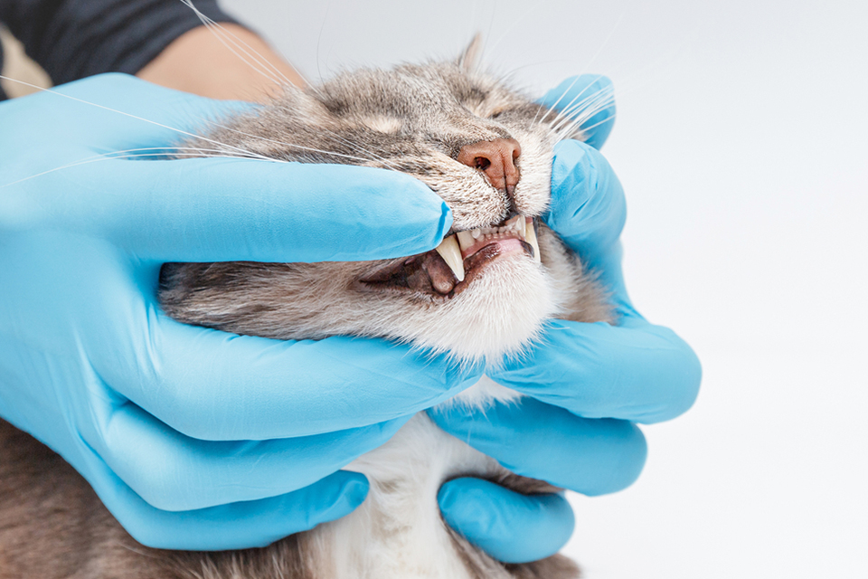 examen dents chat