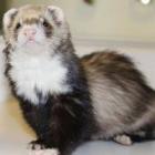 Nouveaux animaux de compagnie Namur - Furet Nouveaux animaux de compagnie Namur - Furet
