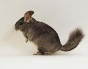 Nouveaux animaux de compagnie Namur - Chinchilla Nouveaux animaux de compagnie Namur - Chinchilla