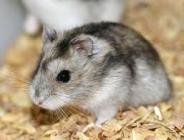 Nouveaux animaux de compagnie Namur - Hamster Nouveaux animaux de compagnie Namur - Hamster