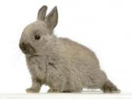 Nouveaux animaux de compagnie Namur - Lapin Nouveaux animaux de compagnie Namur - Lapin