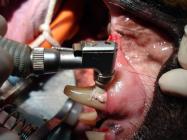 Dentiste vétérinaire Eghezée Dentiste vétérinaire Eghezée