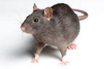 Nouveaux animaux de compagnie Namur - Rat