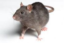 Nouveaux animaux de compagnie Namur - Rat Nouveaux animaux de compagnie Namur - Rat