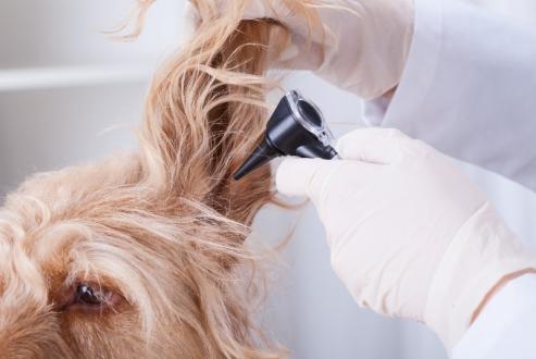 médecine interne chien