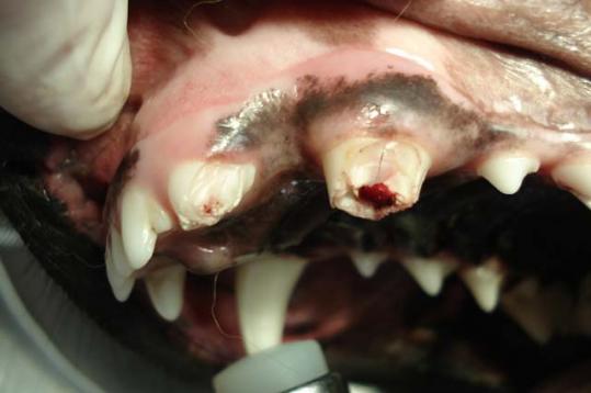 fracture dentaire chien