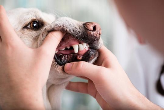 santé dentaire chien