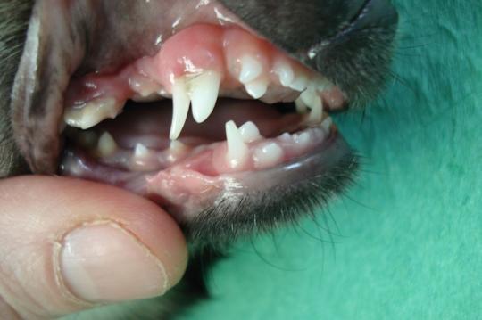 dentiste pour chien