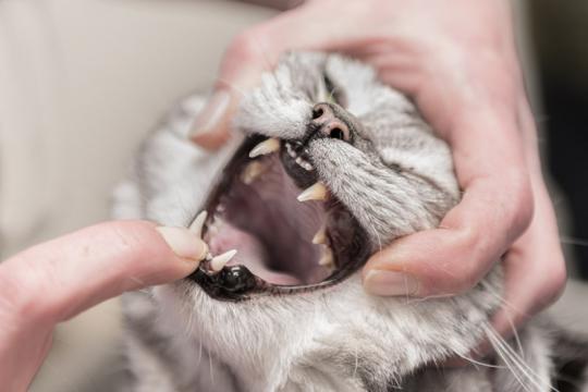 soin des dents chat