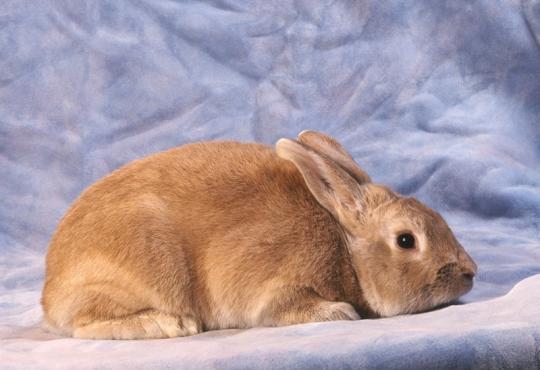 vacciner lapin