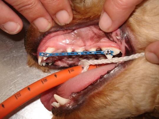 appareil dentaire chien