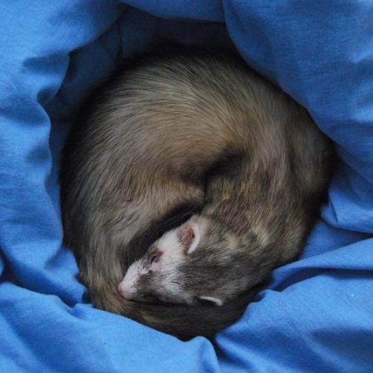 furet malade